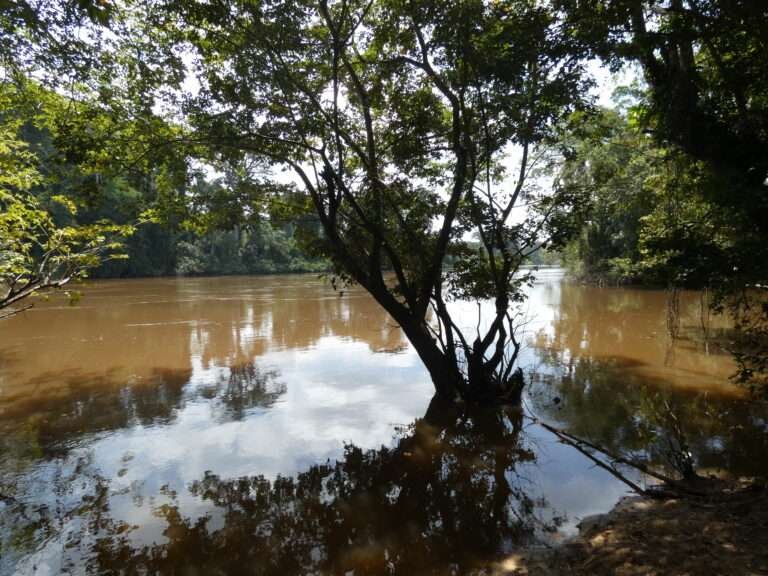 Lives Endengered Over Ity Mine Chemical Spill in Cavalla River